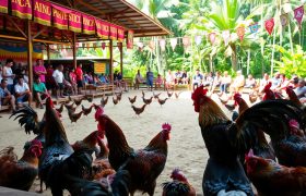 Bandar judi sabung ayam terpercaya