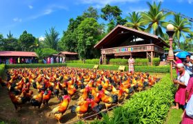 Daftar Sabung Ayam Terbaik